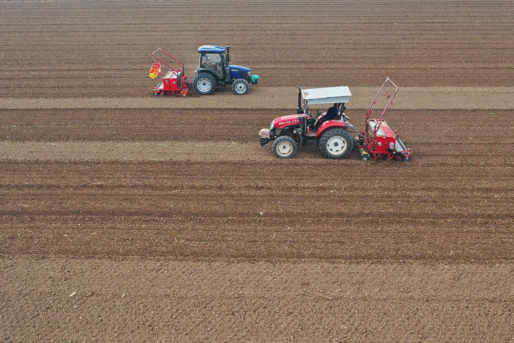 الصورة: زراعة القمح الشتوي في أنحاء الصين