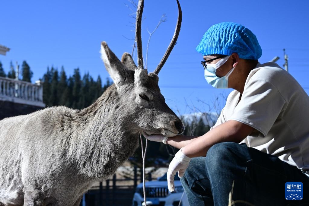 "موطن رعاية" للحياة البرية عند سفح جبال تشيليان
