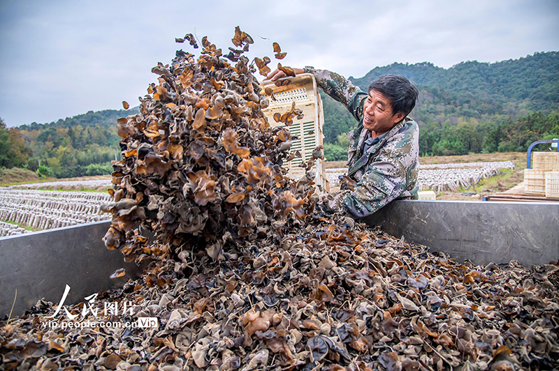 شينغان، جيانغشي: حصاد الفطر الأسود