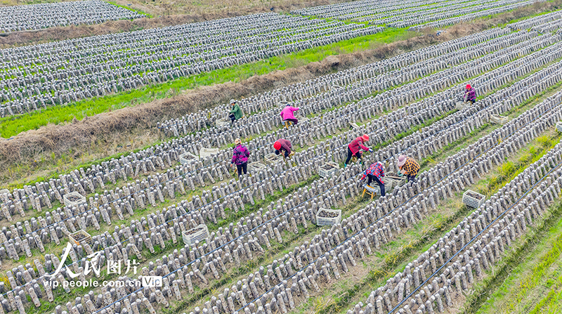 شينغان، جيانغشي: حصاد الفطر الأسود