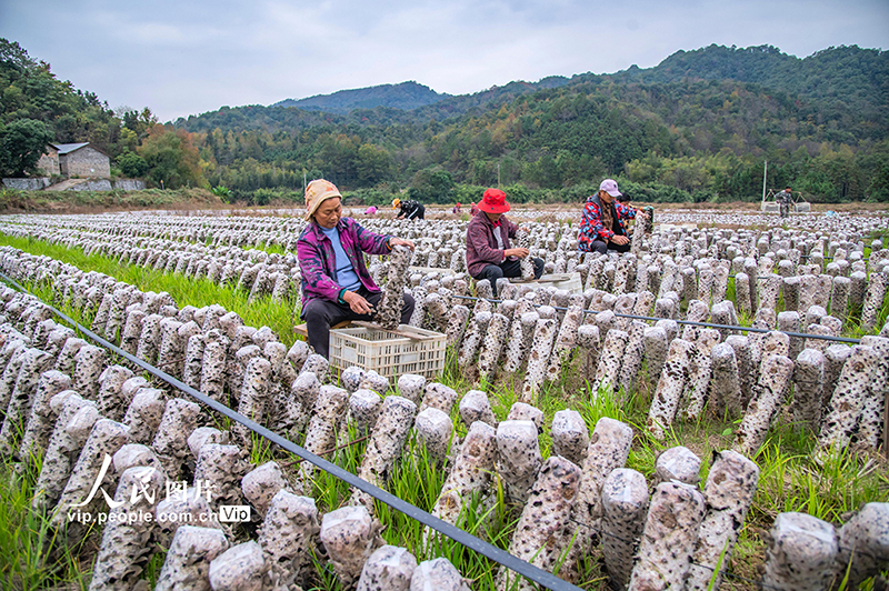 شينغان، جيانغشي: حصاد الفطر الأسود