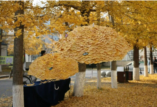 عاملات النظافة في جامعة داليان للغات الأجنبية يبدعن مظلّات مصنوعة من الجنكة