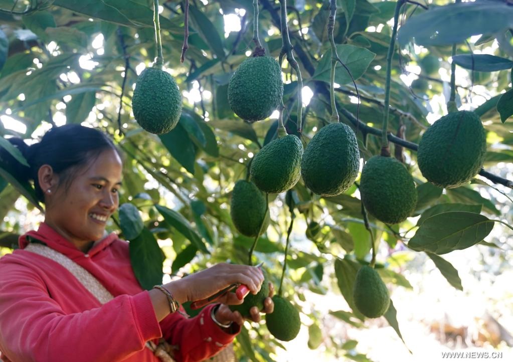 ازدهار صناعة زراعة وتسويق الأفوكادو في جنوب غربي الصين