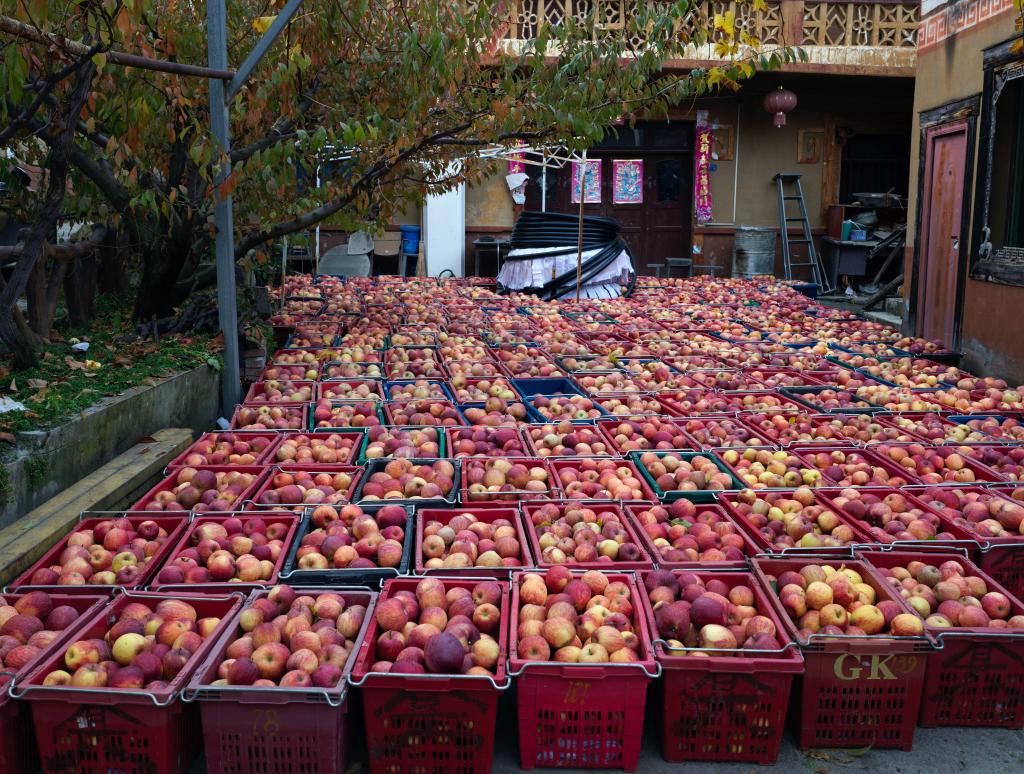 الصورة: زراعة التفاح تساعد على زيادة دخول المزارعين في جنوب غربي الصين