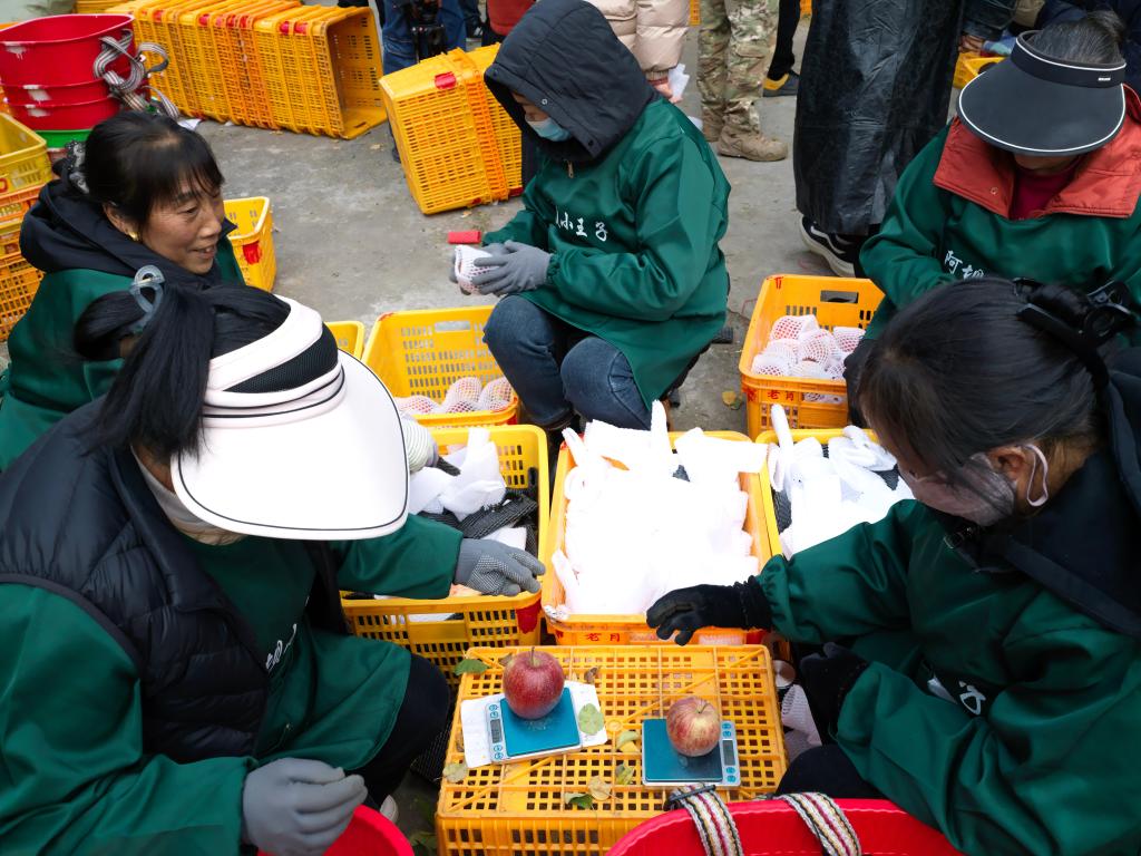 الصورة: زراعة التفاح تساعد على زيادة دخول المزارعين في جنوب غربي الصين