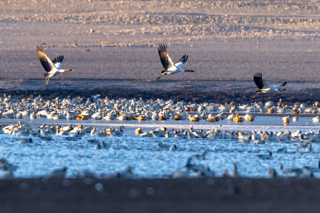 الصورة: طيور مهاجرة في محافظة لينتشو بجنوب غربي الصين