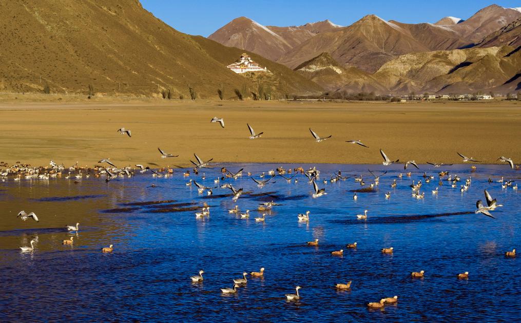 الصورة: طيور مهاجرة في محافظة لينتشو بجنوب غربي الصين