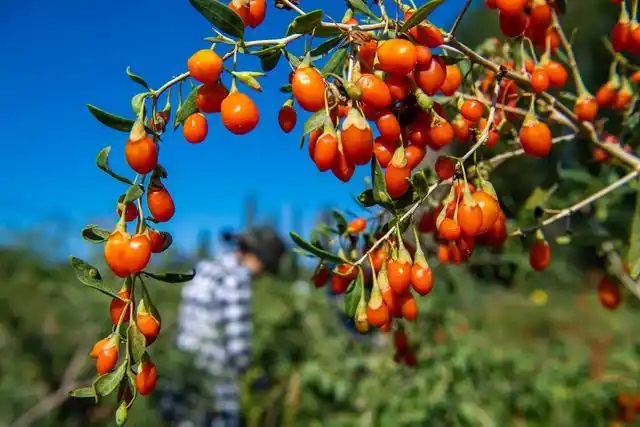 تصدير "قهوة توت الغوجي" من شينجيانغ إلى الخارج