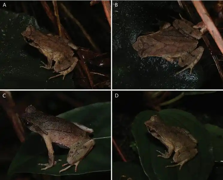 اكتشاف نوع جديد من الضفادع ذات القرون في جنوبي الصين