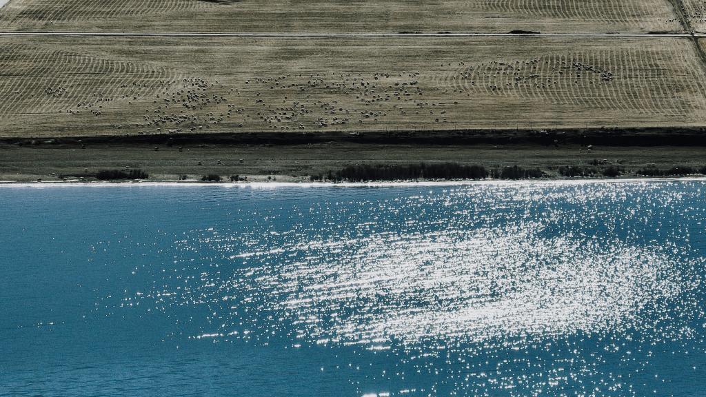 قطيع من الأغنام على شاطئ بحيرة تشينغهاي بشمال غربي الصين