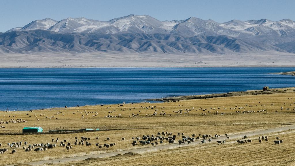 قطيع من الأغنام على شاطئ بحيرة تشينغهاي بشمال غربي الصين