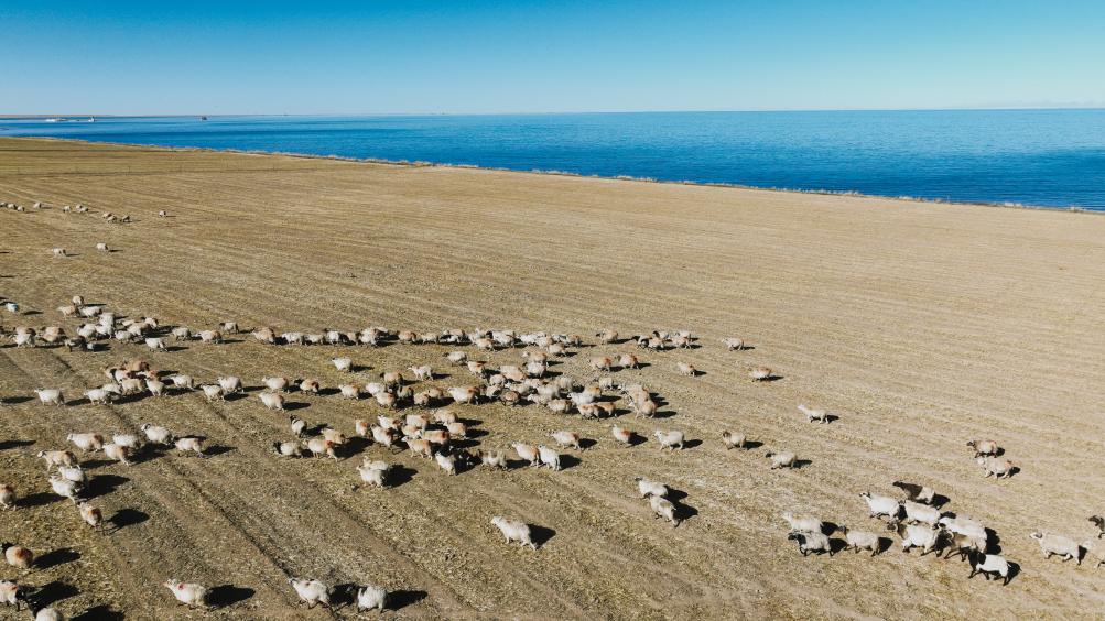 قطيع من الأغنام على شاطئ بحيرة تشينغهاي بشمال غربي الصين