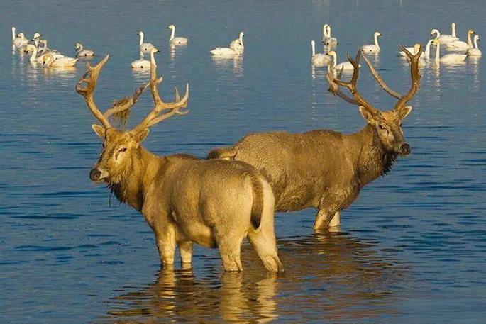 بعد أربعين عامًا من عودته إلى الصين .. الغرب يعيد الاسم الصيني الاصل "ميلو" لأيل الأب ديفيد