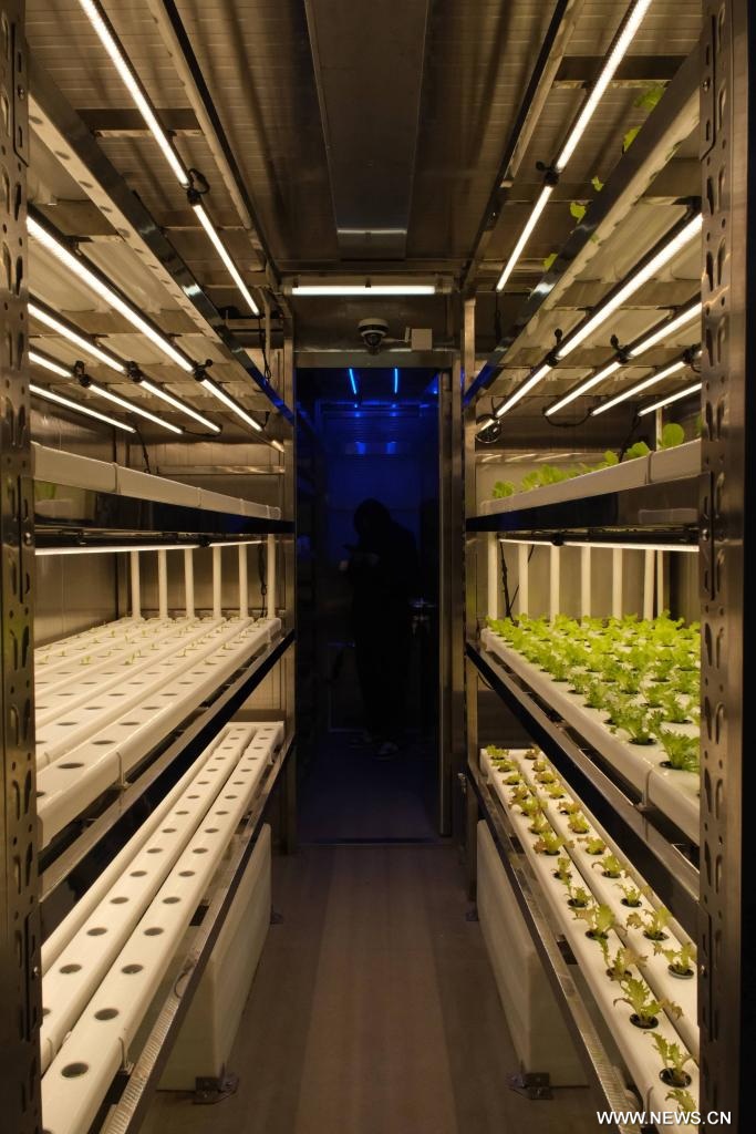 الصين تكشف عن مزرعة ذكية على متن السفن لتزويد العاملين في المناطق البحرية بالمنتجات الطازجة