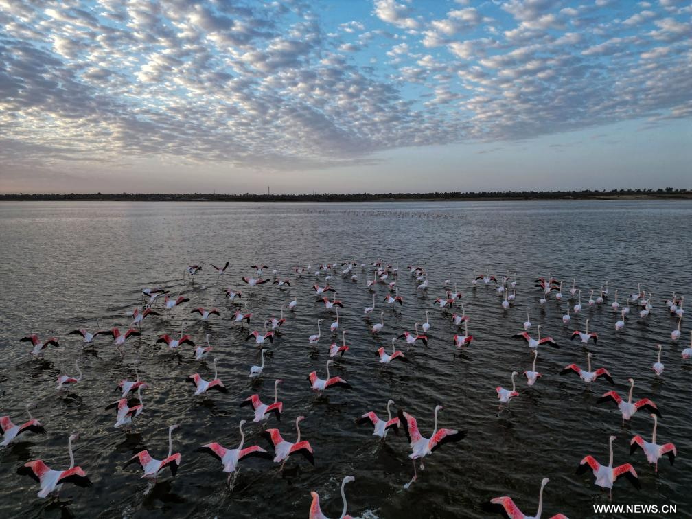 طيور الفلامنجو في بحيرة قارون بمصر
