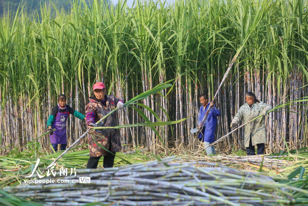 توسيع مزارع قصب السكر يحيي صناعة السكر البني في لونغهوي