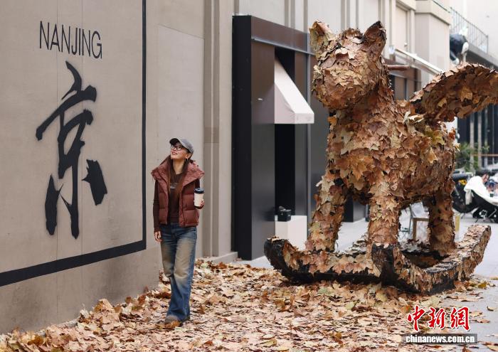 أوراق شجر الجميز المتساقطة في شوارع نانجينغ تخلق أجواءً فريدة ورومانسية