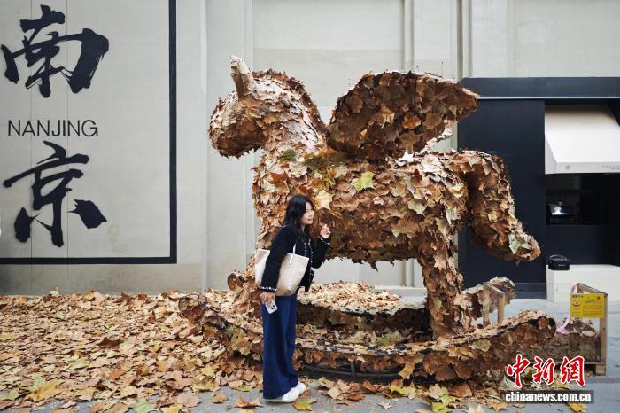 أوراق شجر الجميز المتساقطة في شوارع نانجينغ تخلق أجواءً فريدة ورومانسية