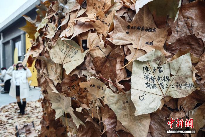 أوراق شجر الجميز المتساقطة في شوارع نانجينغ تخلق أجواءً فريدة ورومانسية