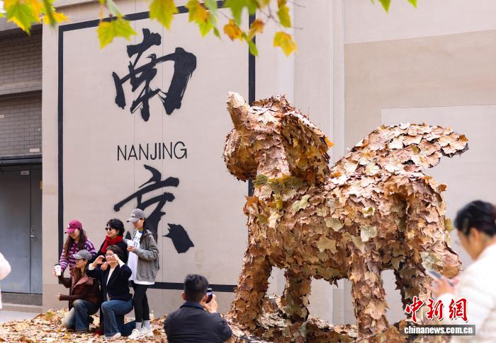 أوراق شجر الجميز المتساقطة في شوارع نانجينغ تخلق أجواءً فريدة ورومانسية