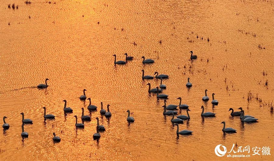 تجمع البجع في خفي بمقاطعة آنهوي يخلق مشهدًا بيئيًا خلابًا