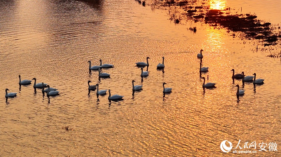 تجمع البجع في خفي بمقاطعة آنهوي يخلق مشهدًا بيئيًا خلابًا