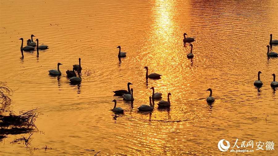 تجمع البجع في خفي بمقاطعة آنهوي يخلق مشهدًا بيئيًا خلابًا