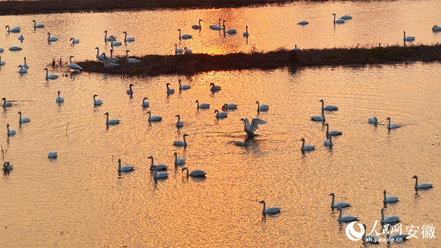 تجمع البجع في خفي بمقاطعة آنهوي يخلق مشهدًا بيئيًا خلابًا