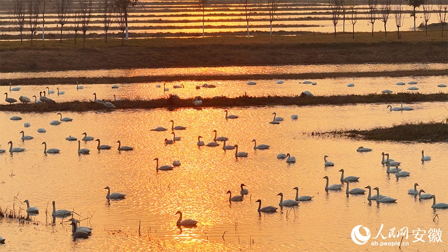 تجمع البجع في خفي بمقاطعة آنهوي يخلق مشهدًا بيئيًا خلابًا