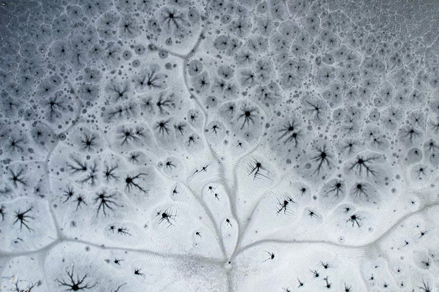 "زهور الجليد" تظهر في تاييوان .. آلاف الأزهار "تتفتح" على سطح البحيرة