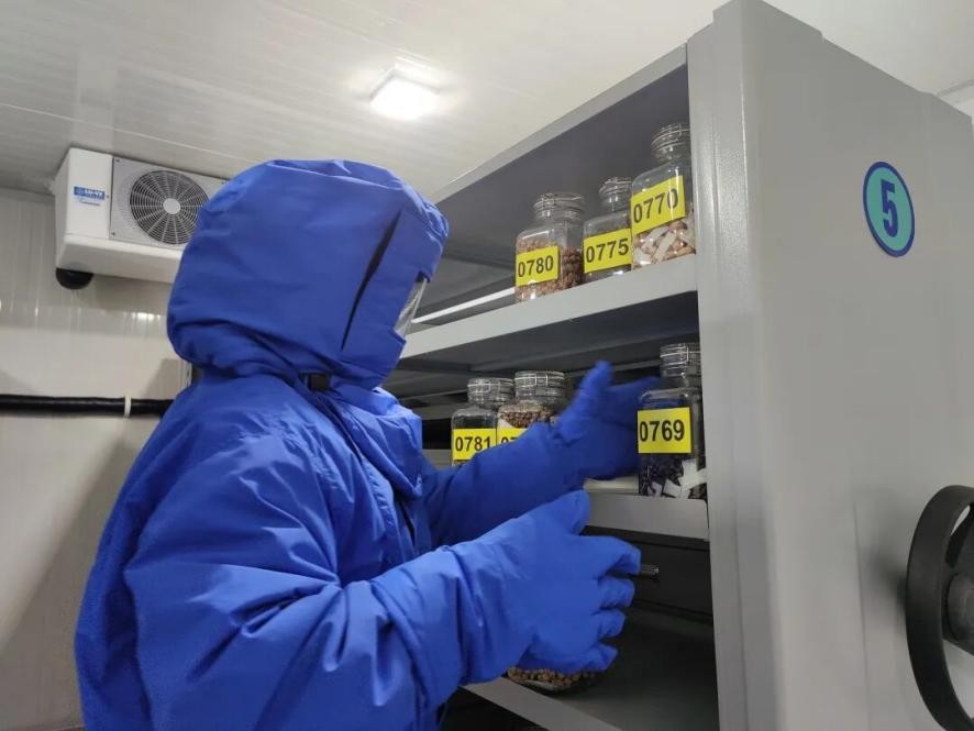 "كنز الحياة" في شانغهاي: أكثر من 100 مليون بذرة لحماية التنوع البيولوجي واستشراف مستقبل النباتات