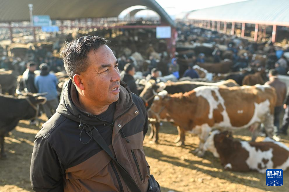 وسيط بيع الماشية .. حلقة وصل يربط بين المراعي والأسواق في شينجيانغ
