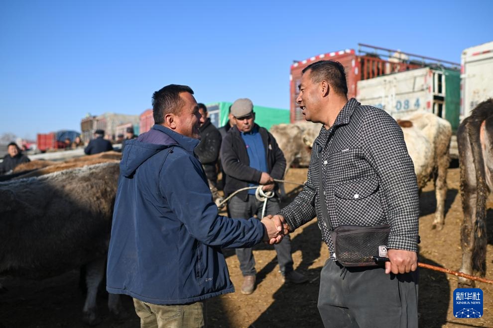 وسيط بيع الماشية .. حلقة وصل يربط بين المراعي والأسواق في شينجيانغ