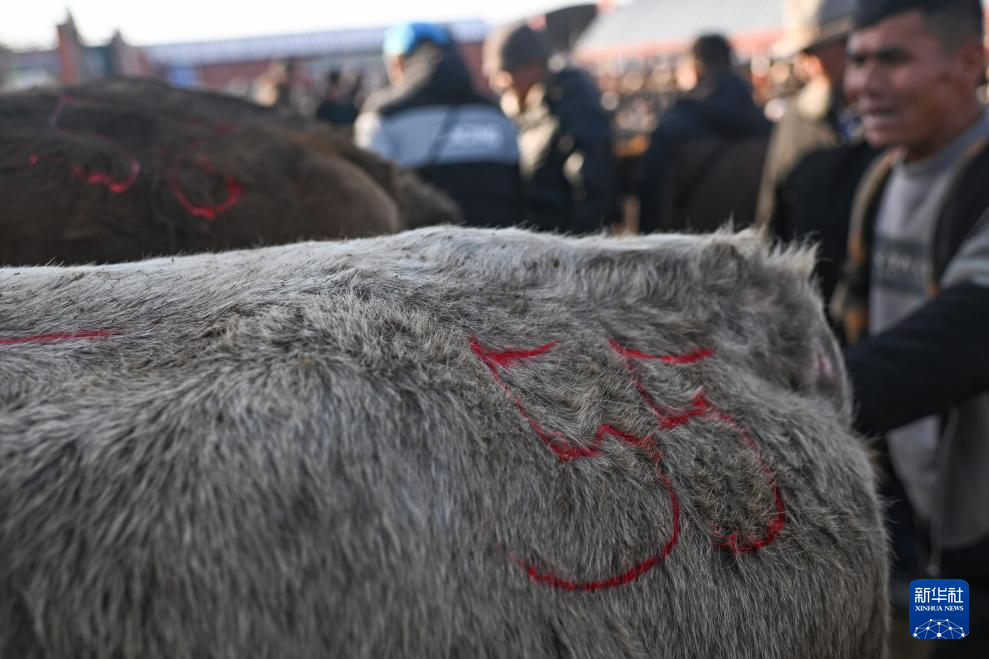 وسيط بيع الماشية .. حلقة وصل يربط بين المراعي والأسواق في شينجيانغ