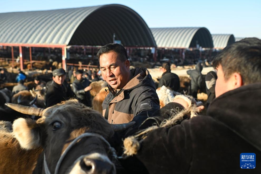 وسيط بيع الماشية .. حلقة وصل يربط بين المراعي والأسواق في شينجيانغ