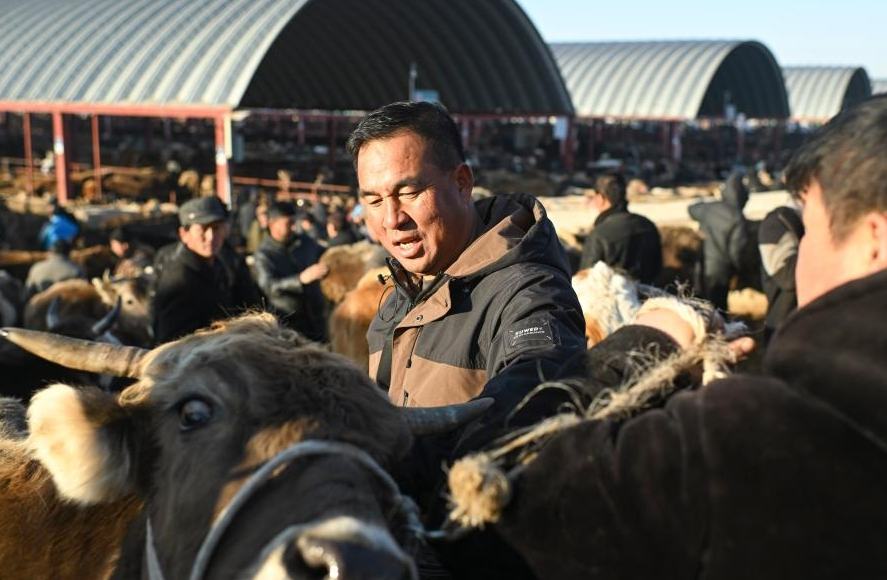 وسيط بيع الماشية .. حلقة وصل يربط بين المراعي والأسواق في شينجيانغ