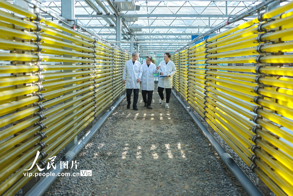 رونغتشنغ: زراعة الطحالب الدقيقة تعزز التحول الأخضر للاقتصاد البحري