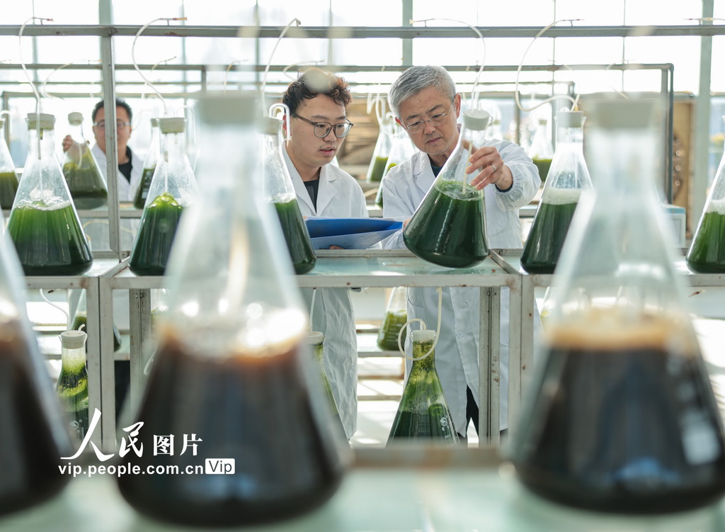 رونغتشنغ: زراعة الطحالب الدقيقة تعزز التحول الأخضر للاقتصاد البحري