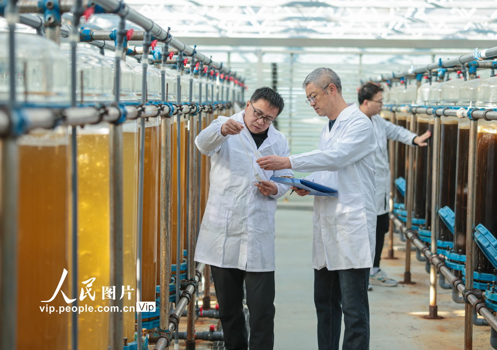 رونغتشنغ: زراعة الطحالب الدقيقة تعزز التحول الأخضر للاقتصاد البحري