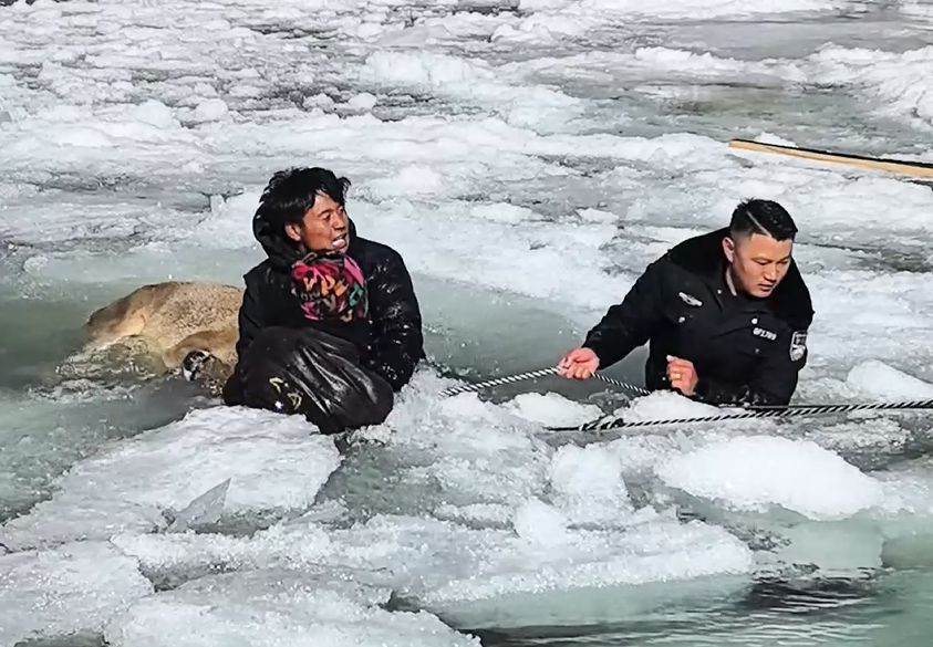 في جوٍّ متجمّد… الشرطة والمواطنون يتعاونون لإنقاذ ثلاثة غزلان نادرة