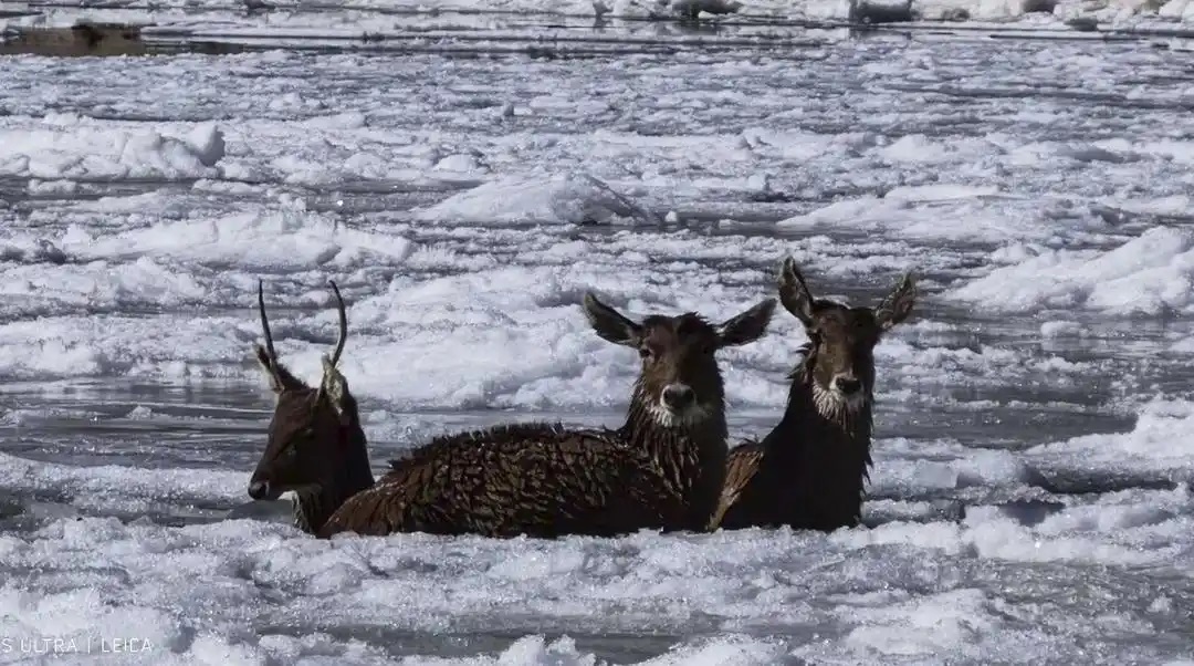 في جوٍّ متجمّد… الشرطة والمواطنون يتعاونون لإنقاذ ثلاثة غزلان نادرة