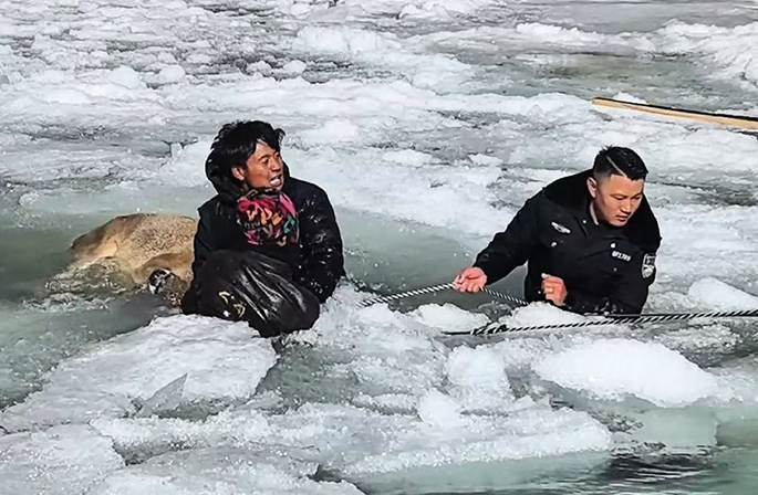 في جوٍّ متجمّد… الشرطة والمواطنون يتعاونون لإنقاذ ثلاثة غزلان نادرة