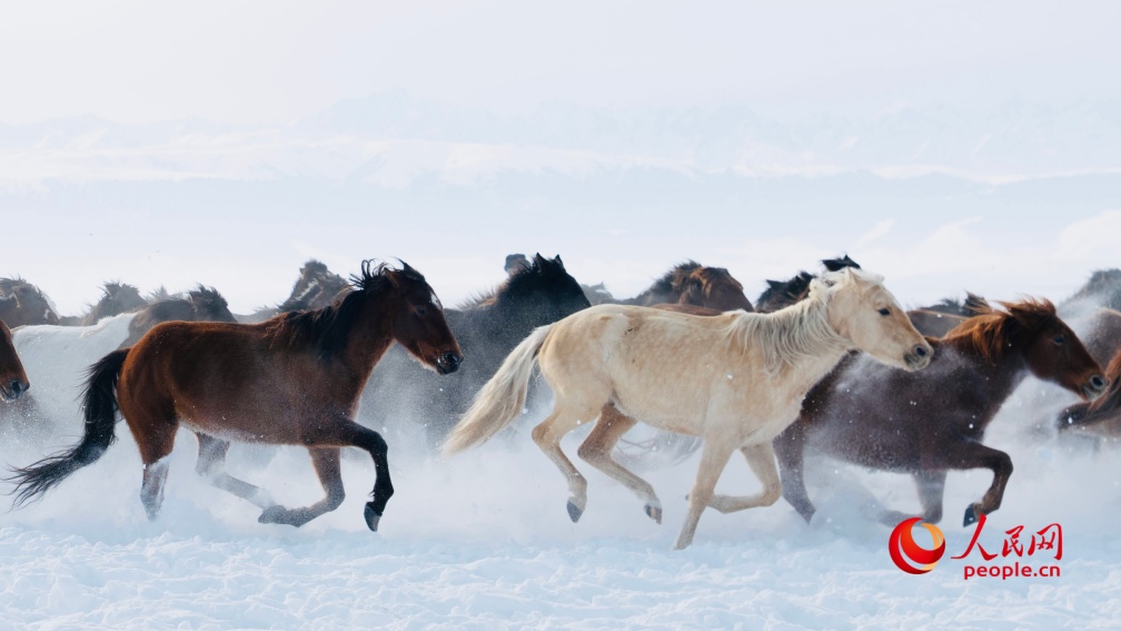 عرض الخيول السماوية فوق السهول الثلجية يذهل الزوار في تشاوسو