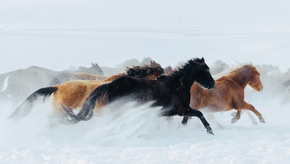 عرض الخيول السماوية فوق السهول الثلجية يذهل الزوار في تشاوسو