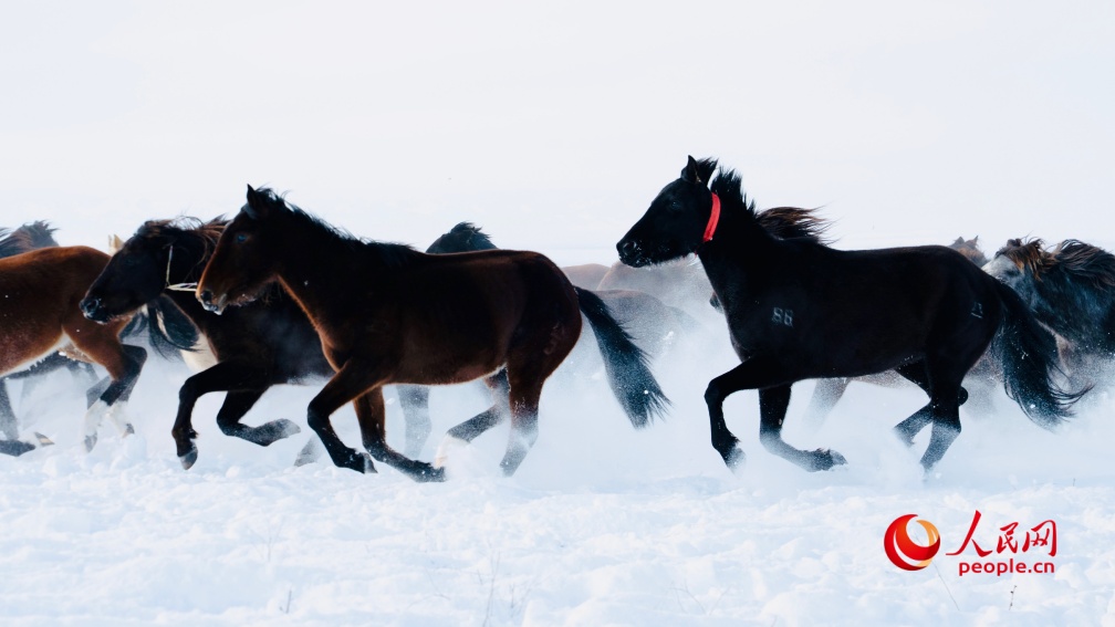 عرض الخيول السماوية فوق السهول الثلجية يذهل الزوار في تشاوسو