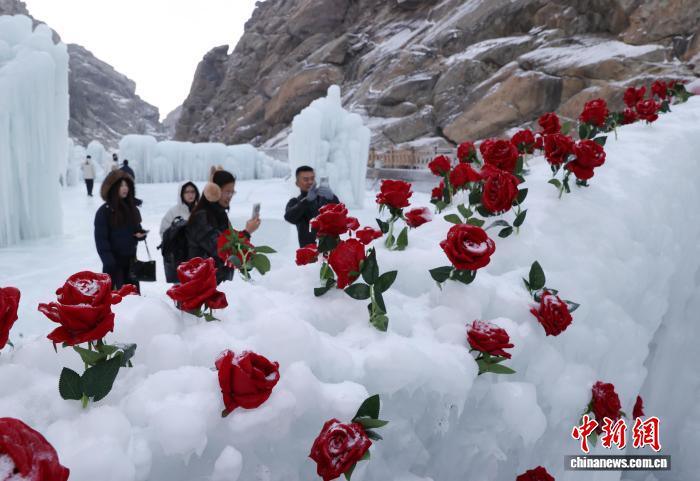 رومانسية الورود والثلوج في نينغشيا