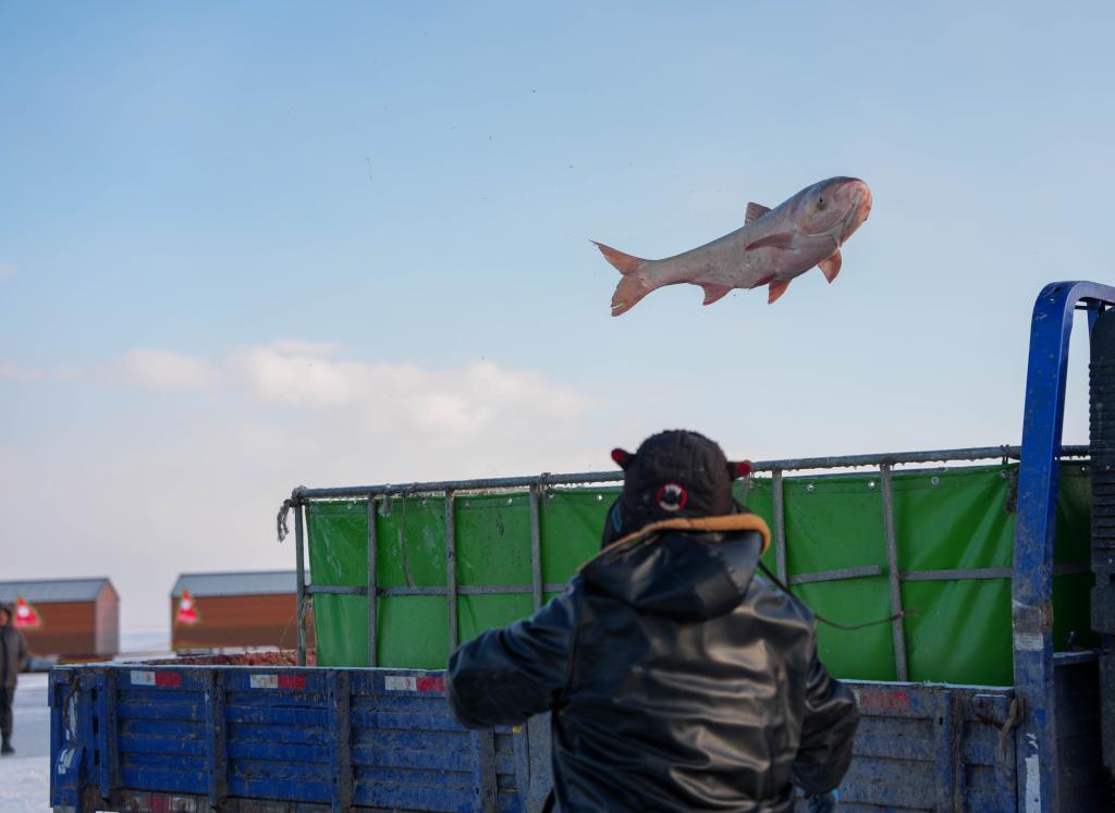 الصورة: الصيد الشتوي للأسماك في بحيرة تشاقان بشمال شرقي الصين