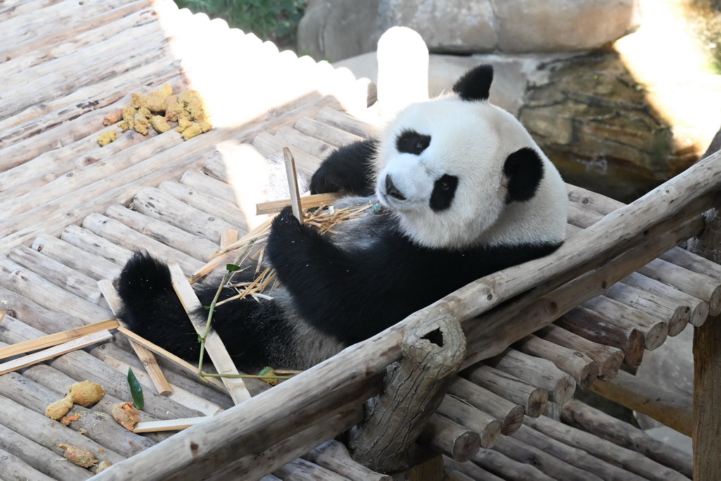 زوج جديد من دببة الباندا العملاقة يلتقي الجمهور لأول مرة في ماليزيا