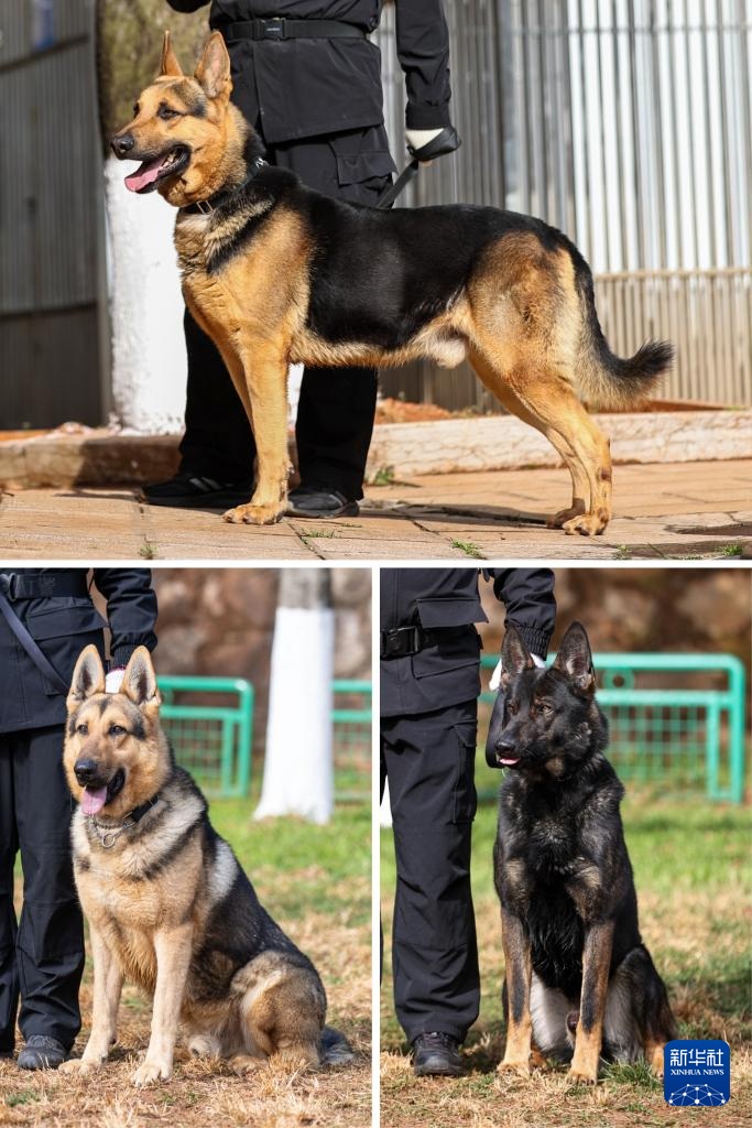 اكتشاف قاعدة تدريب كلاب الشرطة في كونمينغ