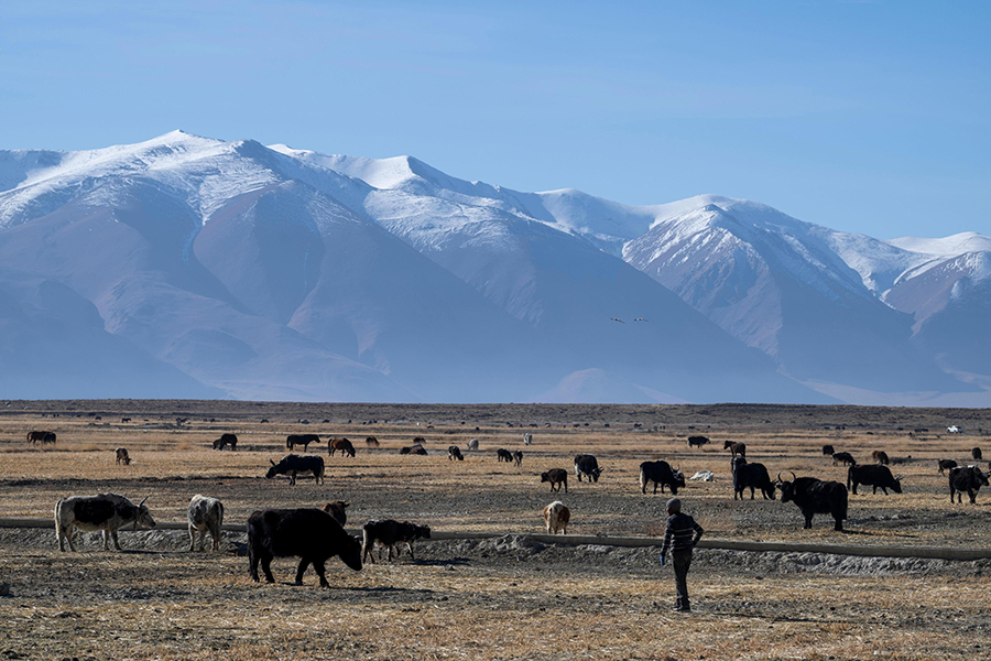 بعد مرور عام على إعادة الإعمار في دينغري ..  أشعة الشمس الدافئة تضيء المنازل الجديدة